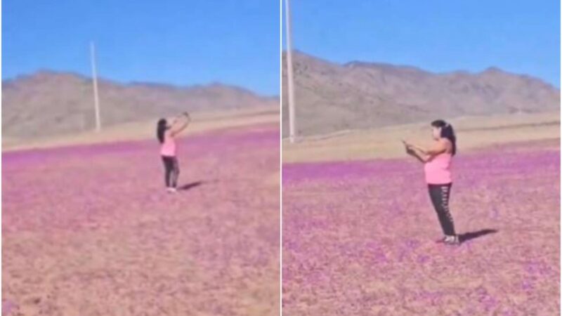 “E o que para mim?”: Indignação com vídeo de mulher que caminhava no início da floração do Parque Nacional do Deserto da Flórida