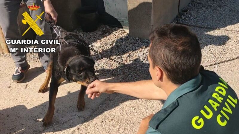 Investigam um morador de Vilamalla por ter cães em estado “deplorável”