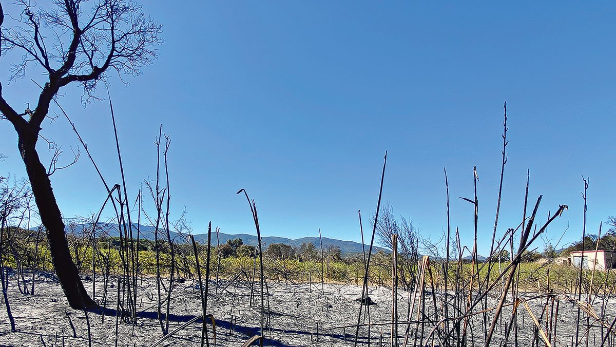 31,30 hectares agrícolas e florestais queimados